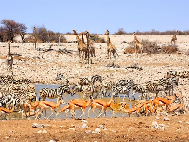 Parque nacional de Etosha
